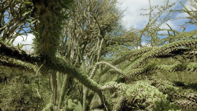 Jungle Planet season 1 episode 8 on Discovery Plus