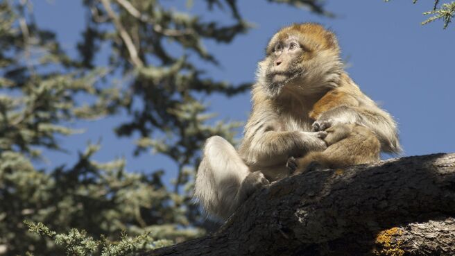 Africa season 1 episode 6 on Discovery Plus