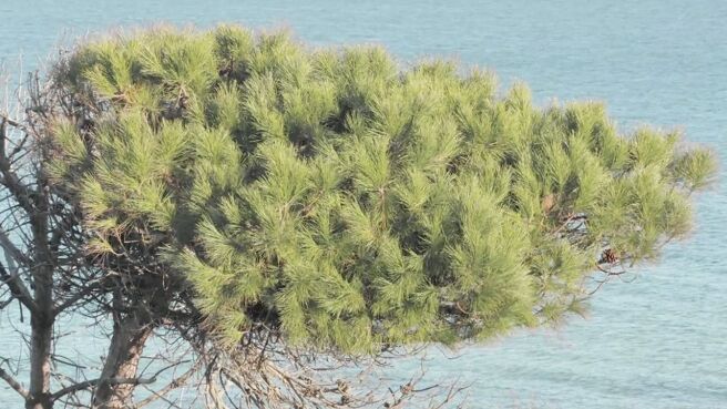 Jungle Planet season 1 episode 22 on Discovery Plus