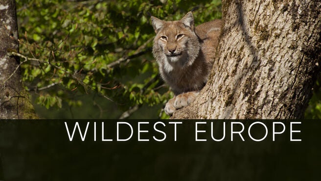 Wildest Europe on Discovery Plus
