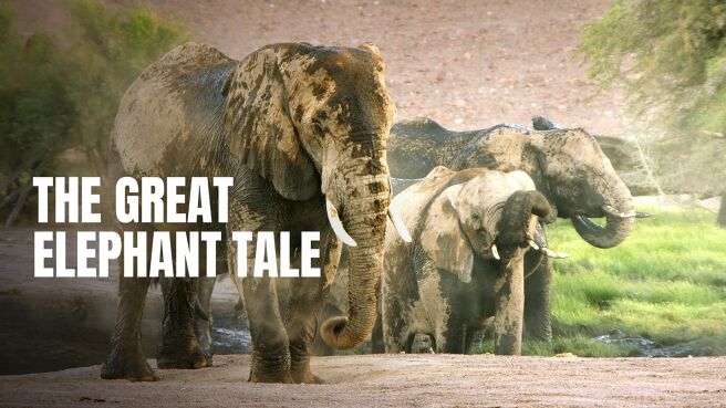 The Great Elephant Tale on DiscoveryPlus