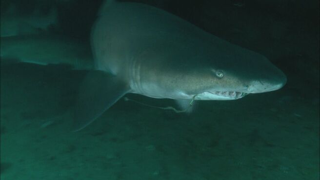 Epic Animal Encounters season 1 episode 25 on Discovery Plus