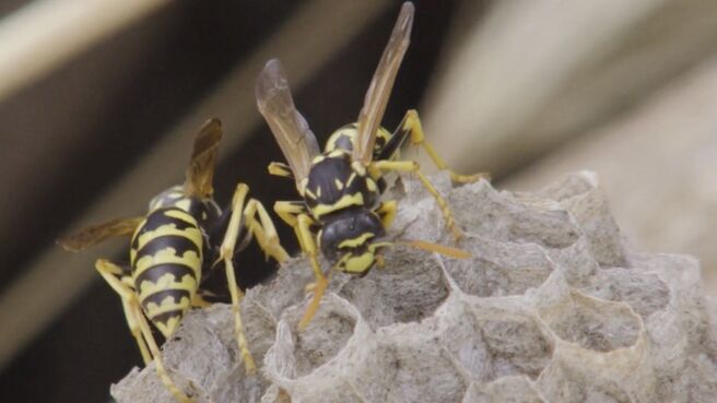 Mind Wild season 1 episode 1 on Discovery Plus