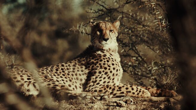A Cheetah's Pride season 1 episode 1 on Discovery Plus