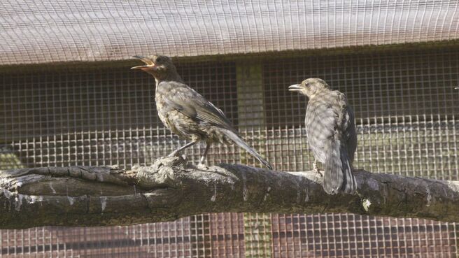 Saving Britain's Wildlife season 1 episode 6 on Discovery Plus