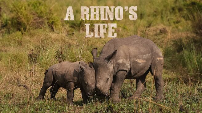 A Rhino's Life on Discovery Plus