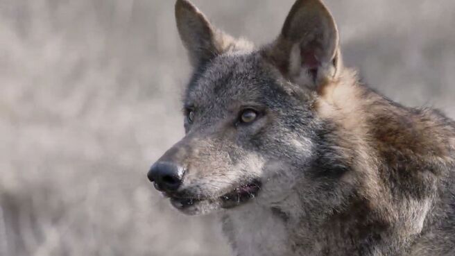 Alpha season 1 episode 1 on Discovery Plus