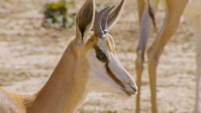 Great Parks of Africa season 1 episode 5 on Discovery Plus