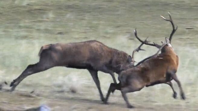 Animal Armory season 1 episode 2 on Discovery Plus