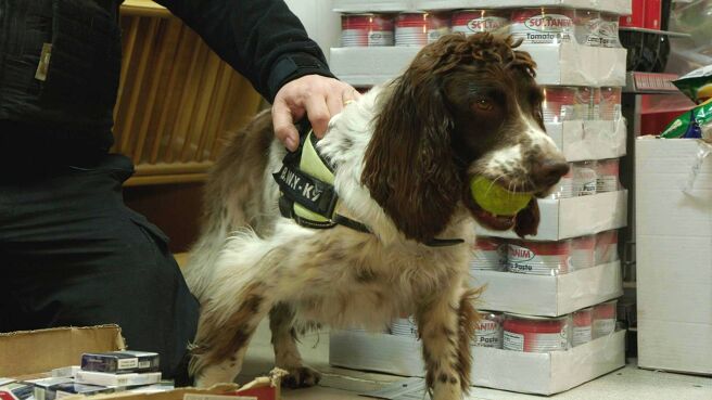 Dog Detectives season 1 episode 1 on Discovery Plus
