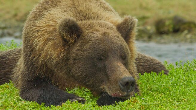The Hungry Games: Alaska's Big Bear Challenge season 1 episode 3 on Discovery Plus