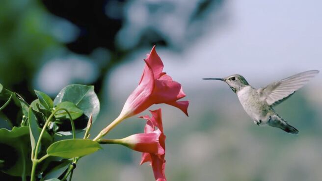 Nature's Ultimate Survivors season 1 episode 1 on Discovery Plus