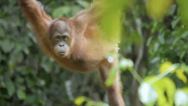 Jungle Planet season 1 episode 2 on Discovery Plus