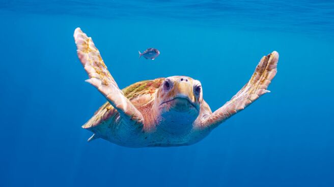 Planet Earth III season 1 episode 2 on DiscoveryPlus
