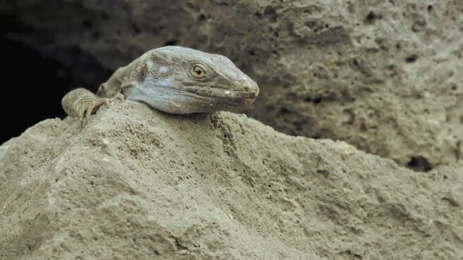 Jungle Planet season 1 episode 15 on Discovery Plus