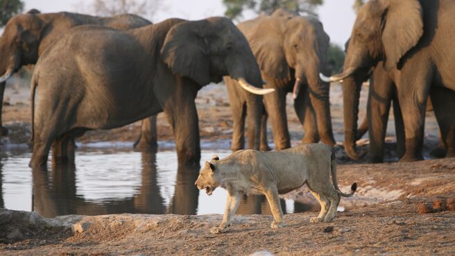 Planet Earth season 1 episode 7 on DiscoveryPlus