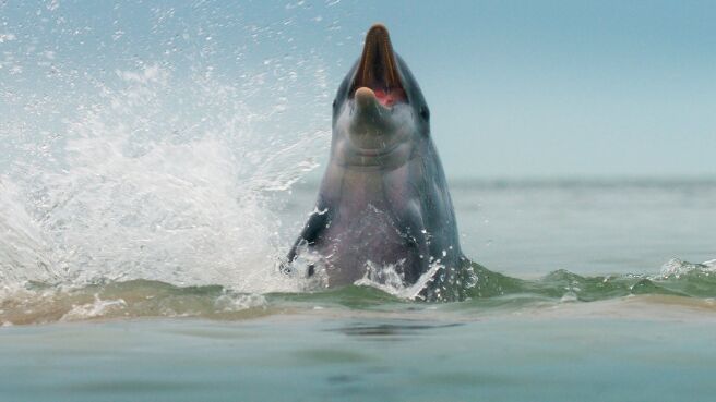 Mammals season 1 episode 3 on Discovery Plus