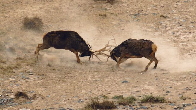 China's Wild Secrets season 1 episode 3 on Discovery Plus