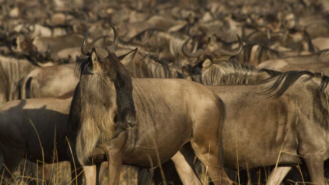 Wildebeest: Born To Run season 1 episode 1 on Discovery Plus