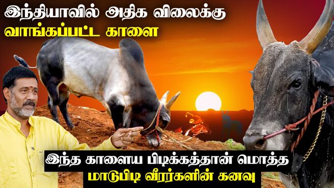 Jallikattu 2025 season 1 episode 1 on Zee5