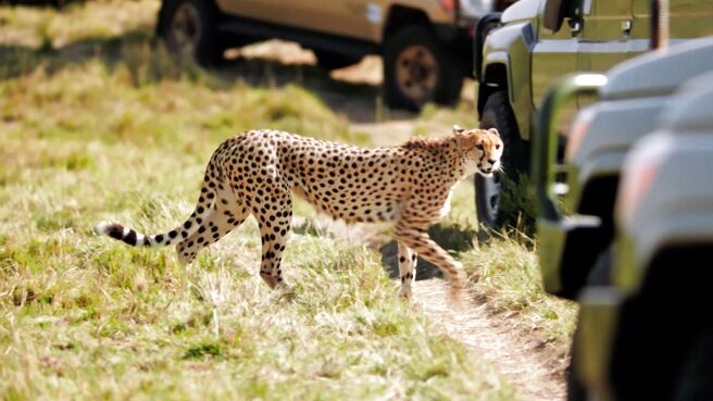 Mammals season 1 episode 2 on Sony LIV