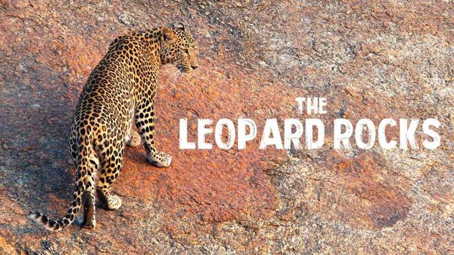 The Leopard Rocks on Discovery Plus
