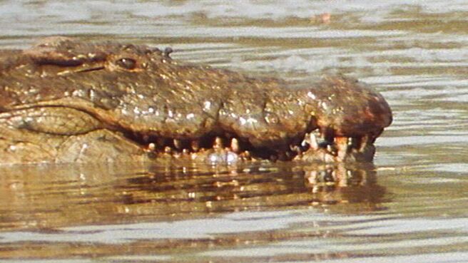 Epic Animal Encounters season 1 episode 4 on Discovery Plus