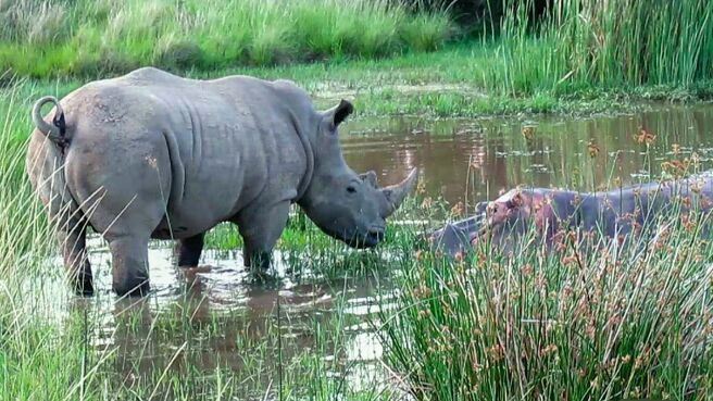 Epic Animal Encounters season 1 episode 1 on Discovery Plus