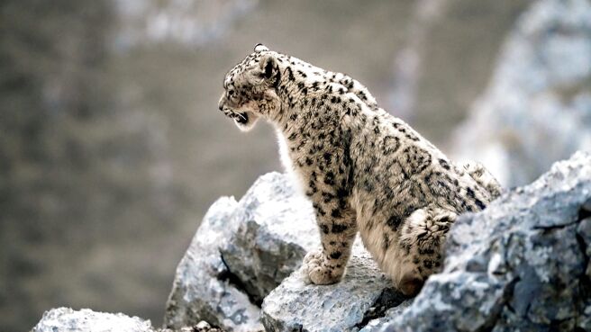 Mammals season 1 episode 4 on Sony LIV