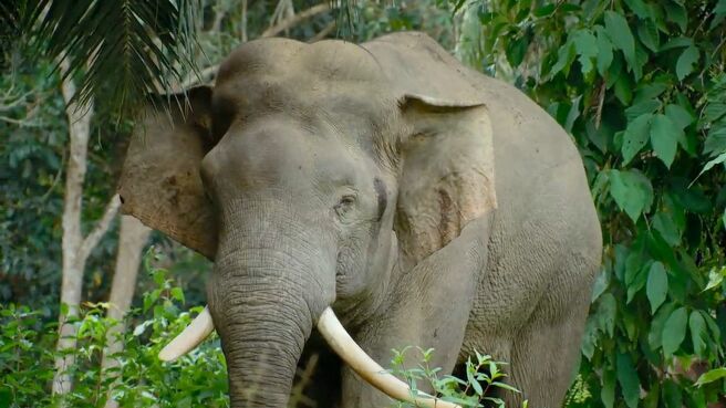 Islands: Nature’s Wild Laboratories season 1 episode 4 on Discovery Plus