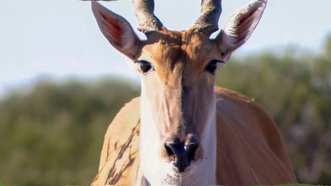 Epic Animal Encounters season 1 episode 13 on Discovery Plus