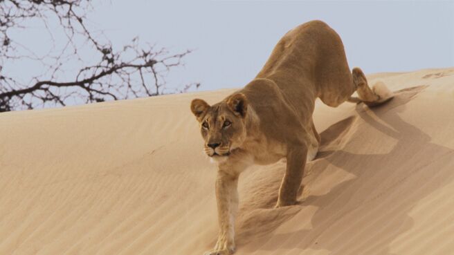 Planet Earth II season 1 episode 5 on DiscoveryPlus