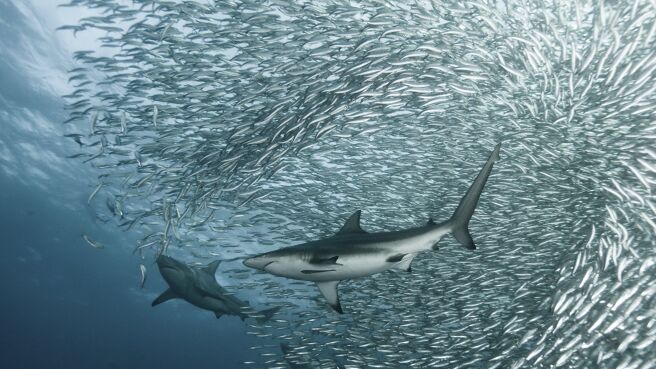 Life season 1 episode 4 on Discovery Plus