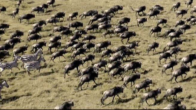 Trek: Spy on the Wildebeest season 1 episode 1 on Discovery Plus