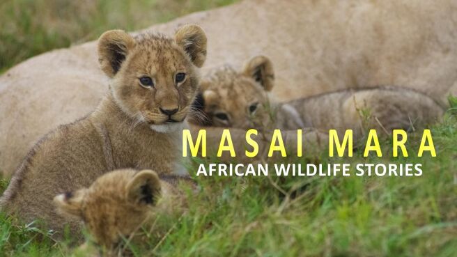 Masai Mara : African Wildlife Stories on Discovery Plus