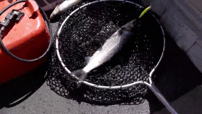 Wild Fed season 1 episode 4 on Discovery Plus