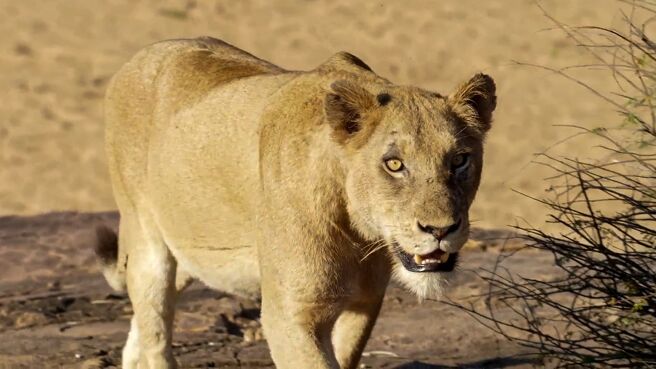 The Teeth of the Savannah on Discovery Plus