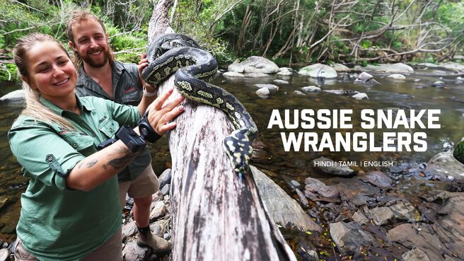 Aussie Snake Wranglers on Discovery Plus