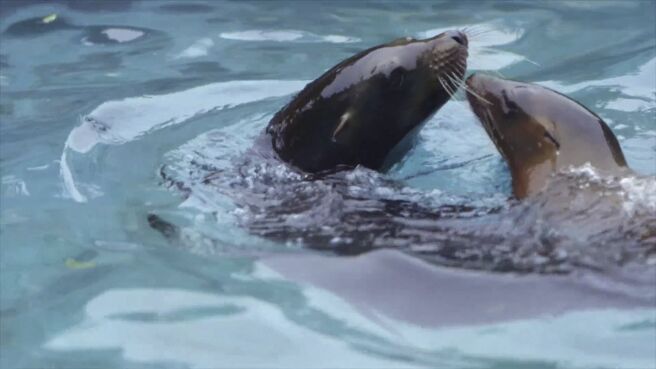 The Zoo season 3 episode 1 on DiscoveryPlus