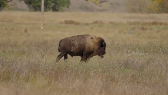 Wild Fed season 1 episode 13 on Discovery Plus