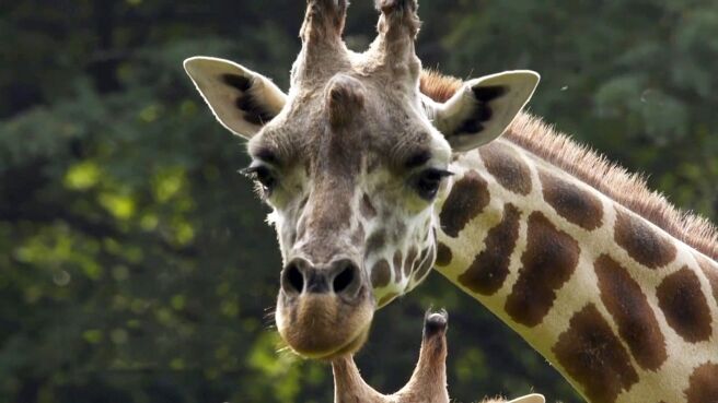 The Zoo season 3 episode 11 on DiscoveryPlus