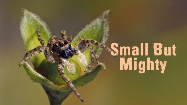 Small but Mighty on Discovery Plus