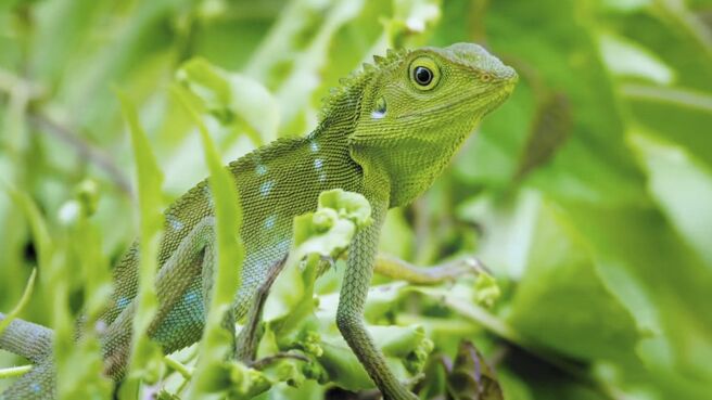 Jungle Planet season 1 episode 1 on Discovery Plus