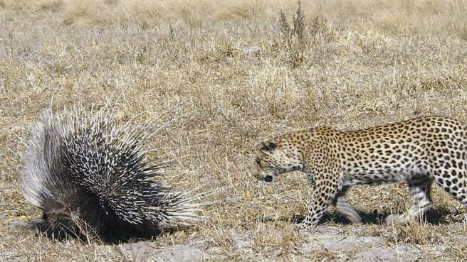 Survive the Wild season 1 episode 6 on Discovery Plus