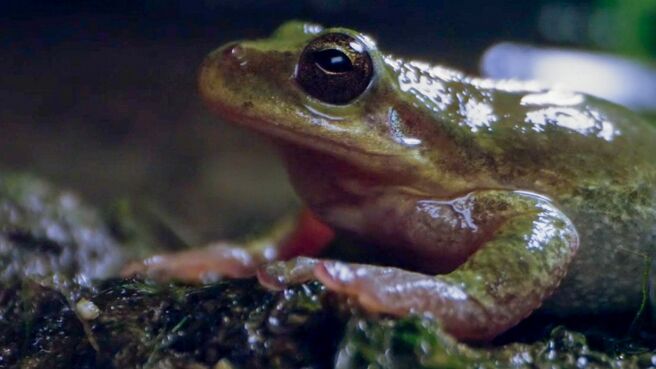 New Animal Kingdom: Japan season 1 episode 1 on Discovery Plus