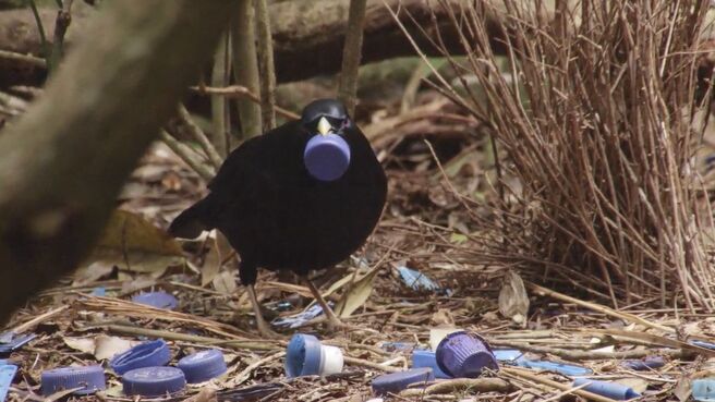 Mind Wild season 1 episode 2 on Discovery Plus