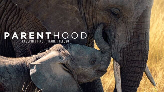 Parenthood on Discovery Plus