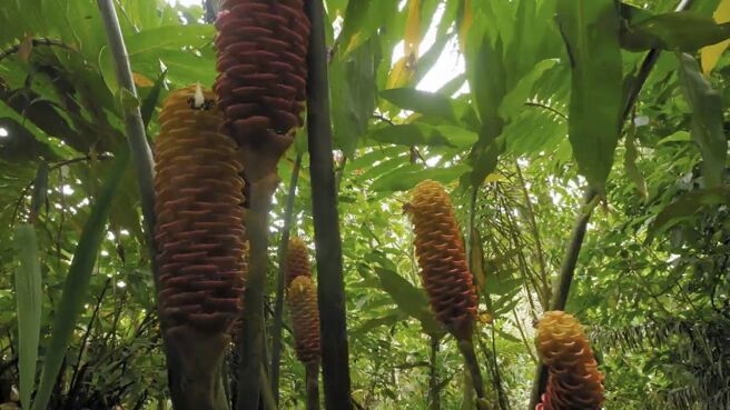 Jungle Planet season 1 episode 21 on Discovery Plus