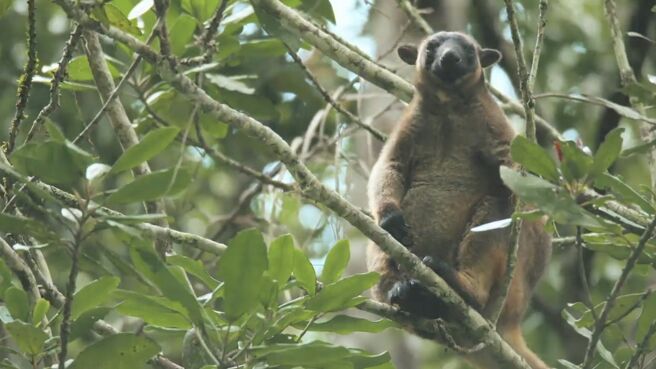 Jungle Planet season 1 episode 13 on Discovery Plus