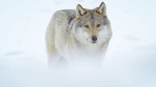 Jungle Planet season 1 episode 11 on Discovery Plus